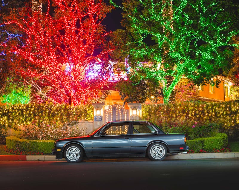 Christmas lights on trees and shrubs