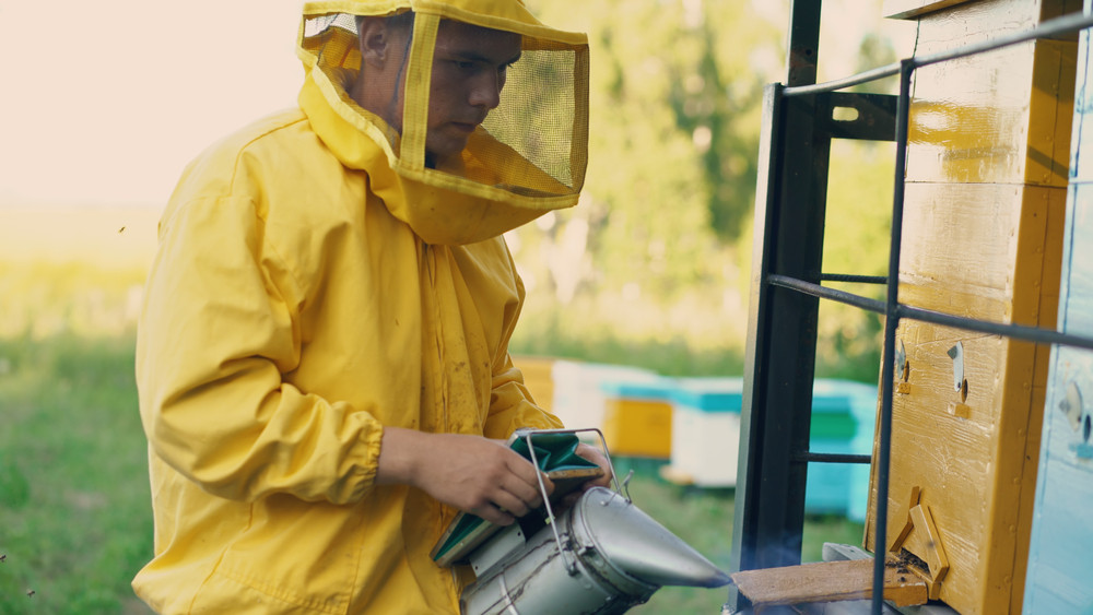 Effective Methods for Bee Removal in Arizona